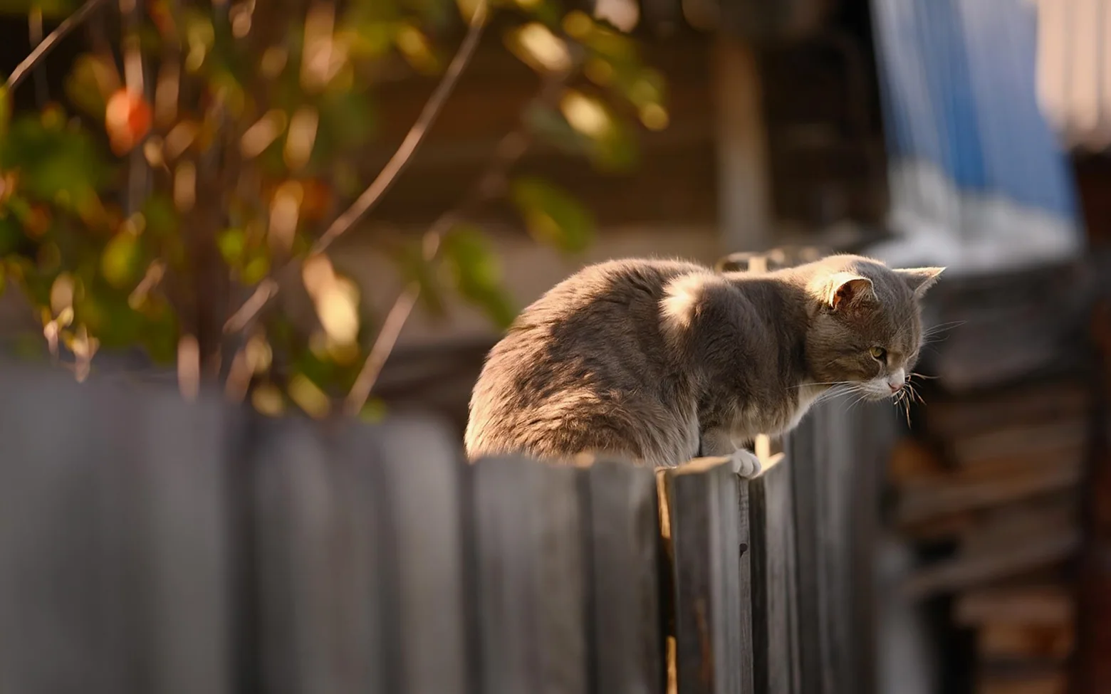 Cat, fence and animal