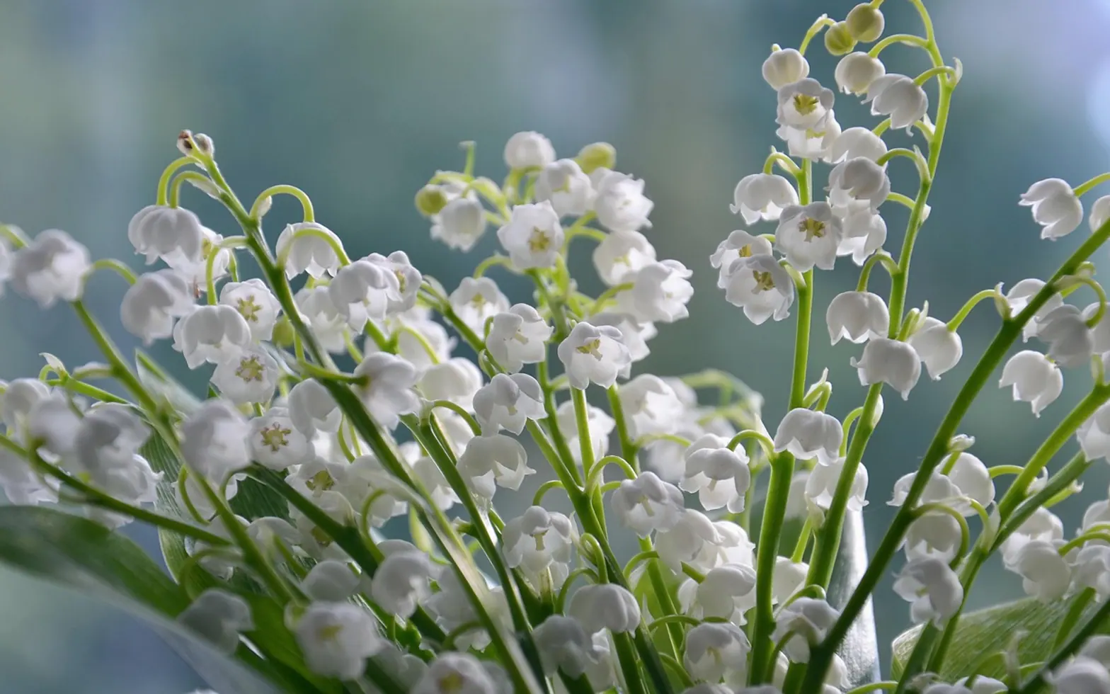 Lilies of the valley, flowers and white flowers