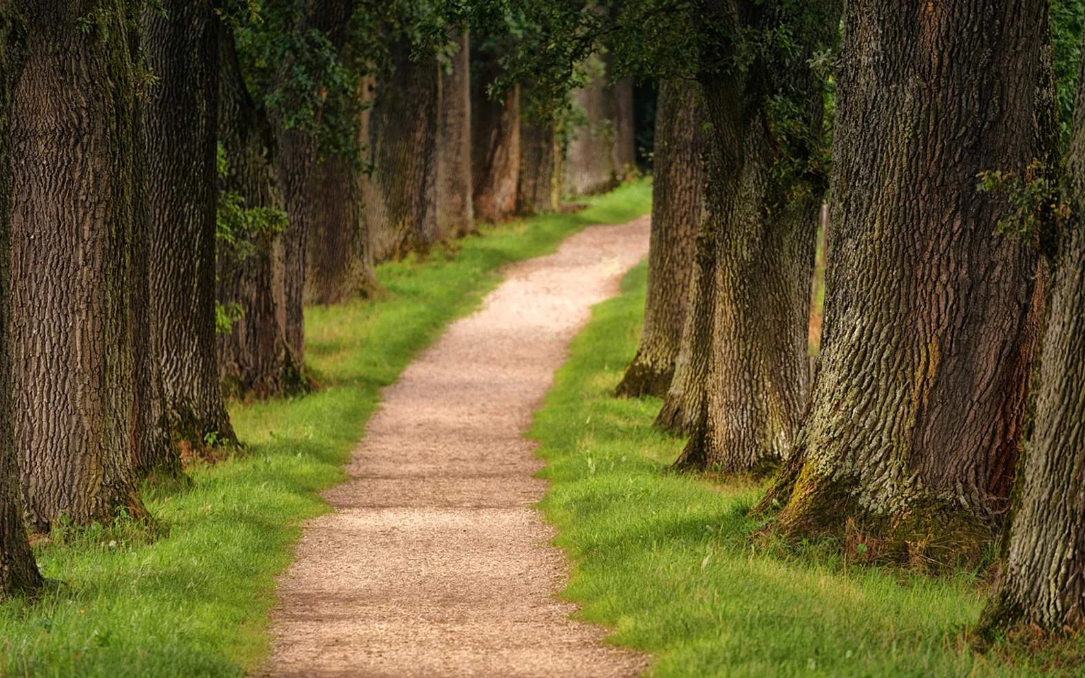 Tree, avenue and path