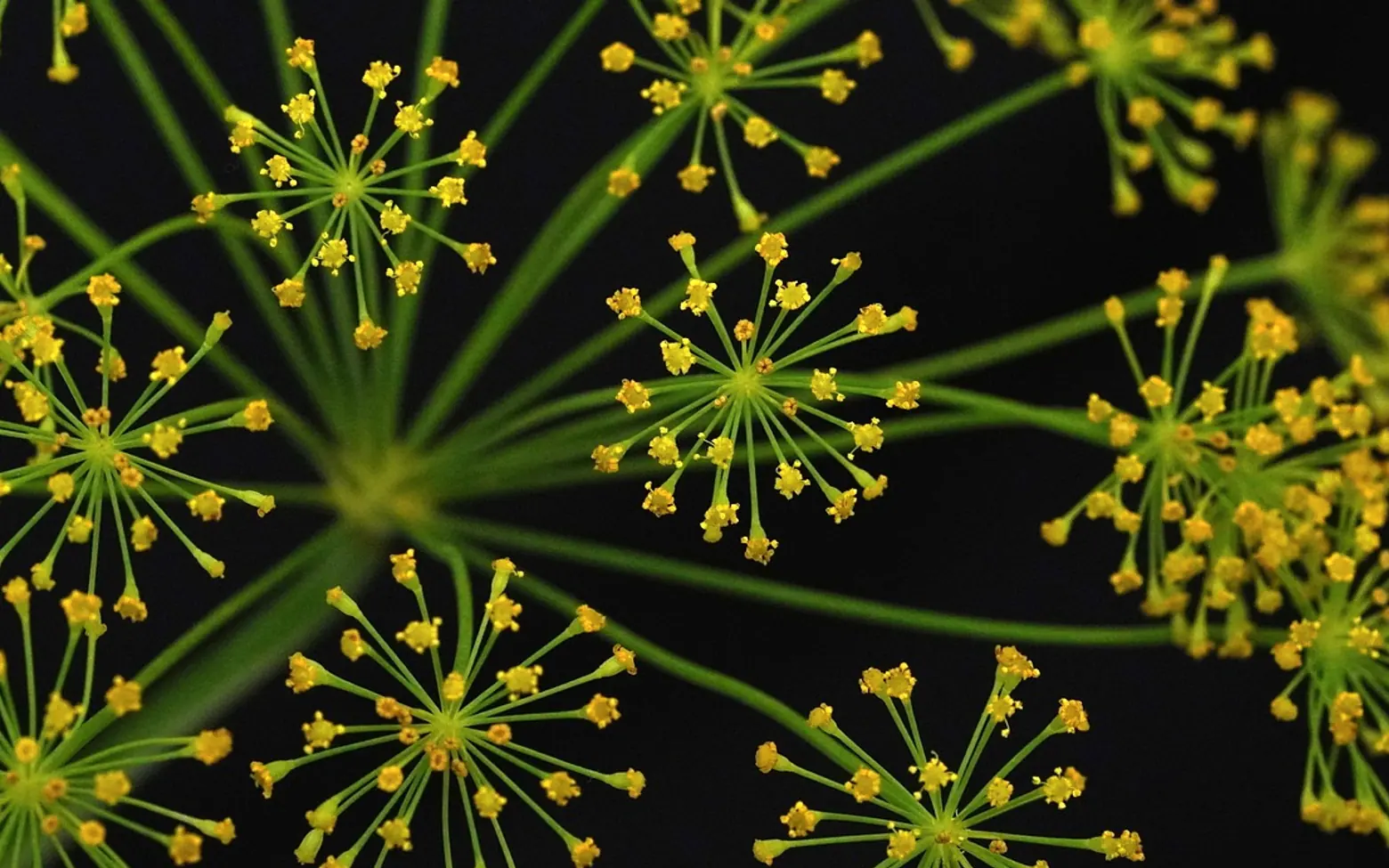 Dill flower, herbs and spice