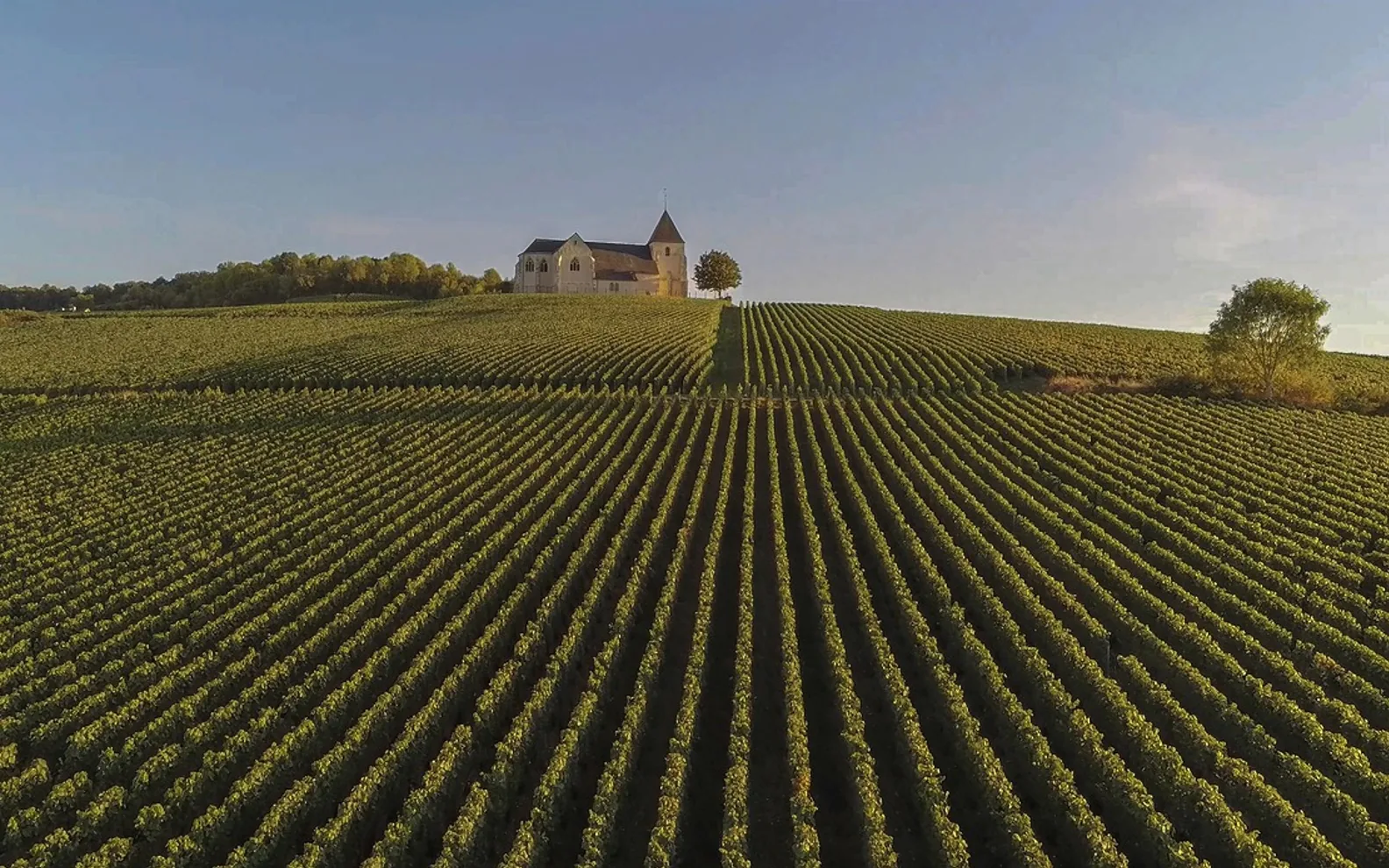 Champagne, field and wine